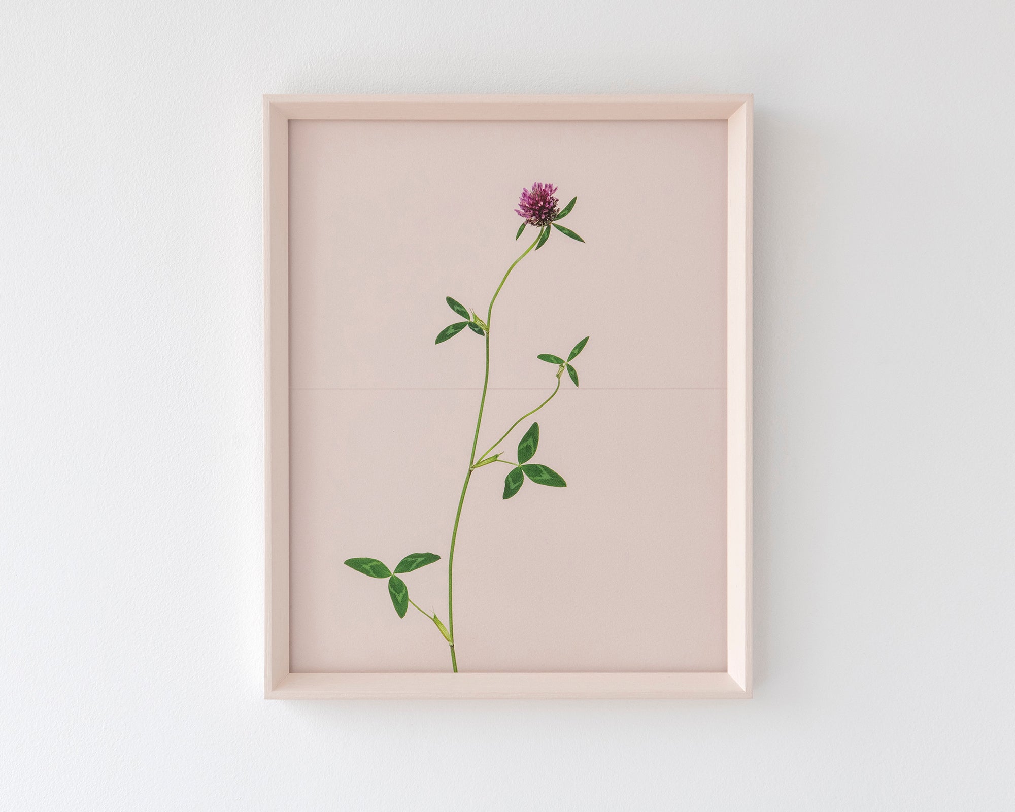 red clover