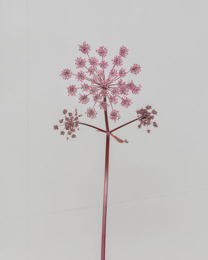 angelica