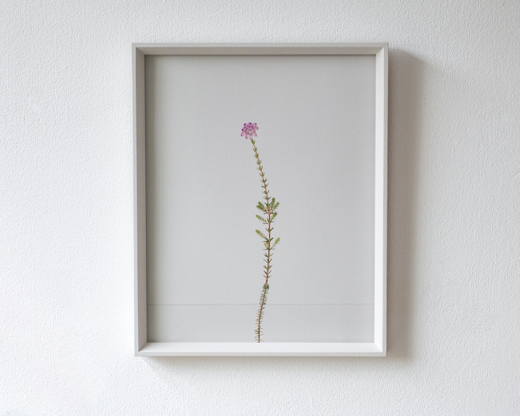 cross-leaved heath
