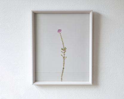 cross-leaved heath