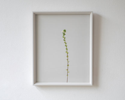 eyebright