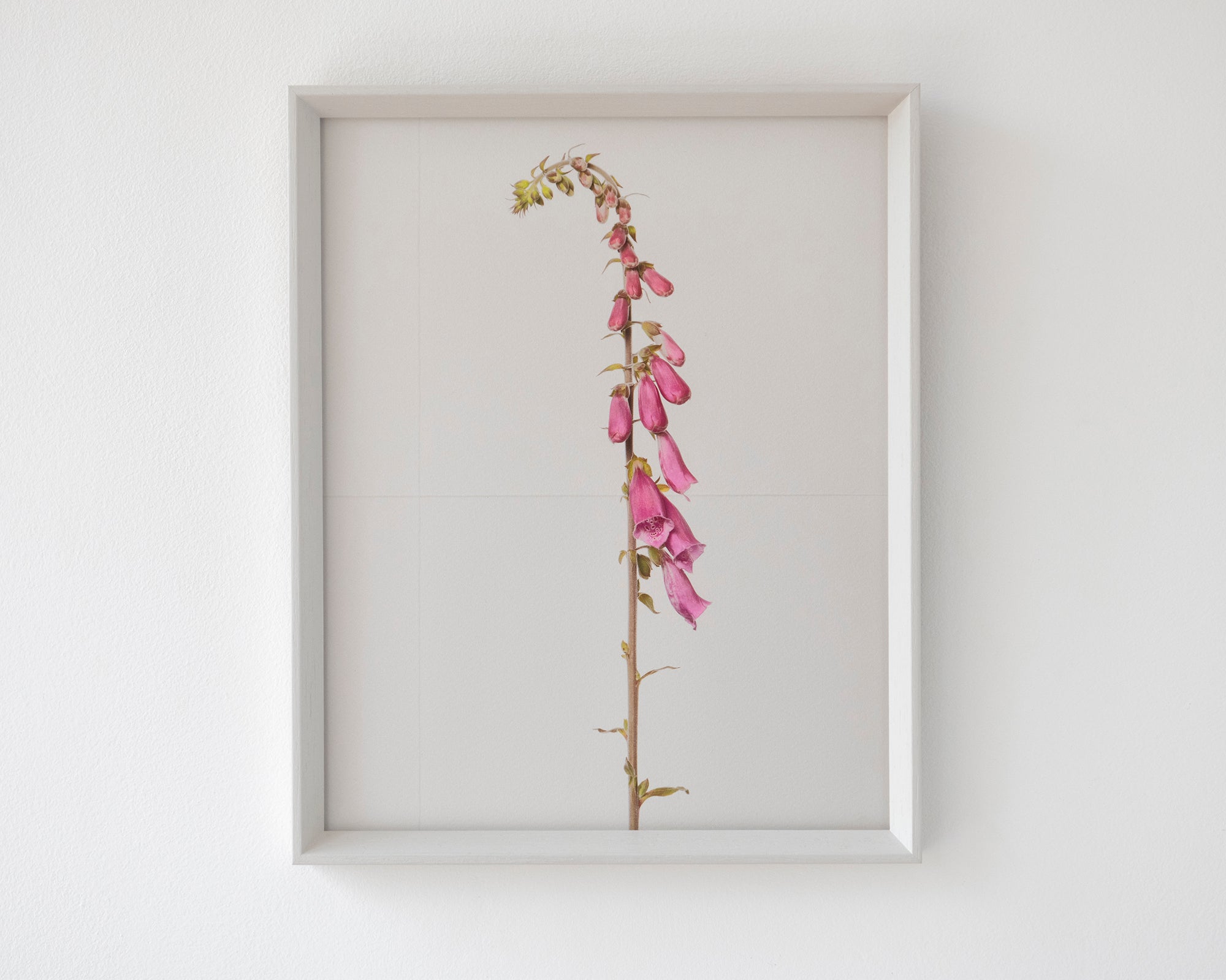 foxglove