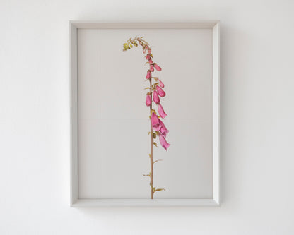 foxglove