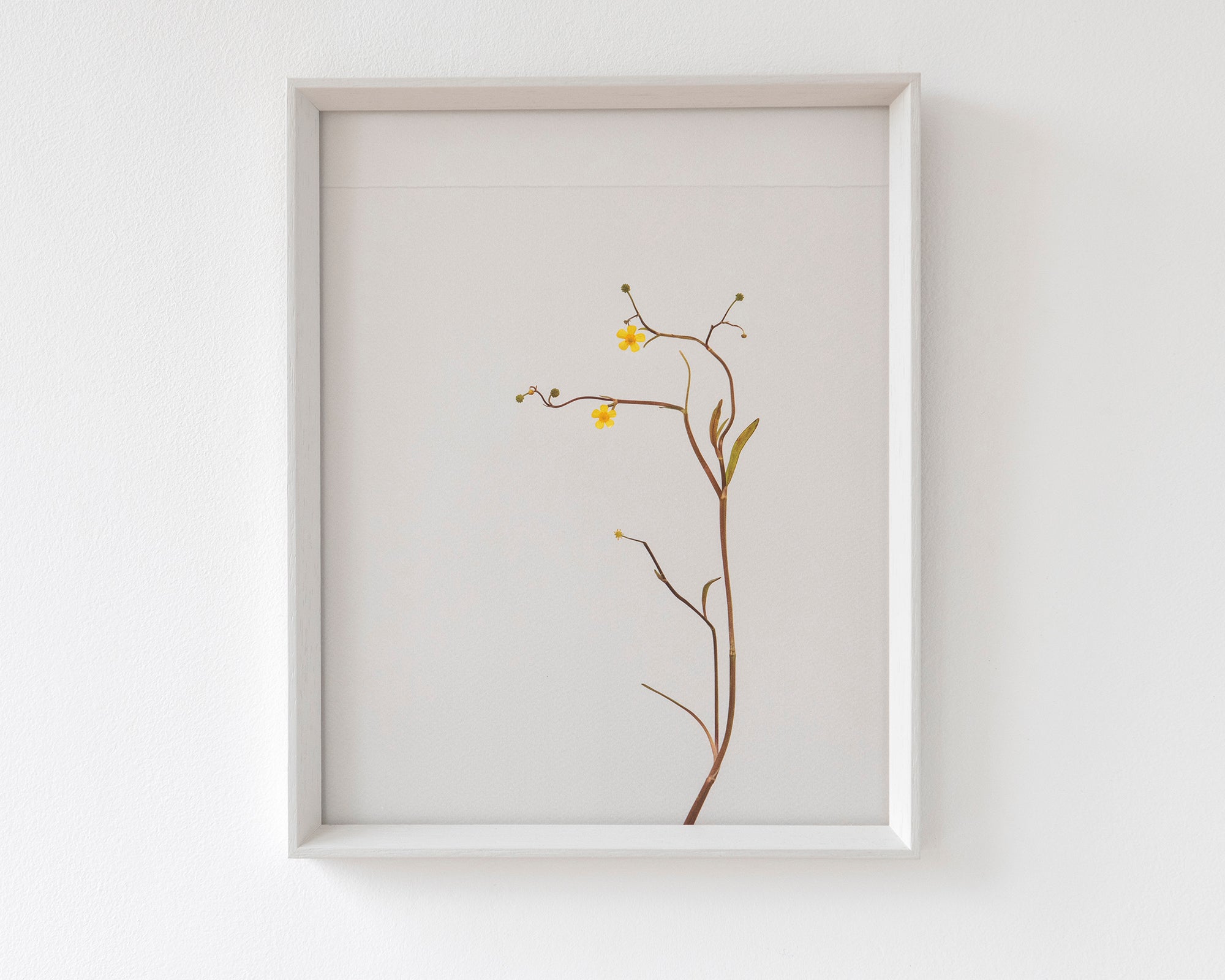 lesser spearwort