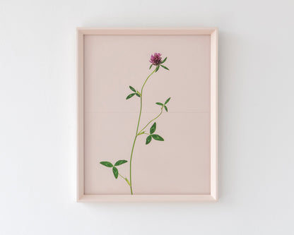 red clover