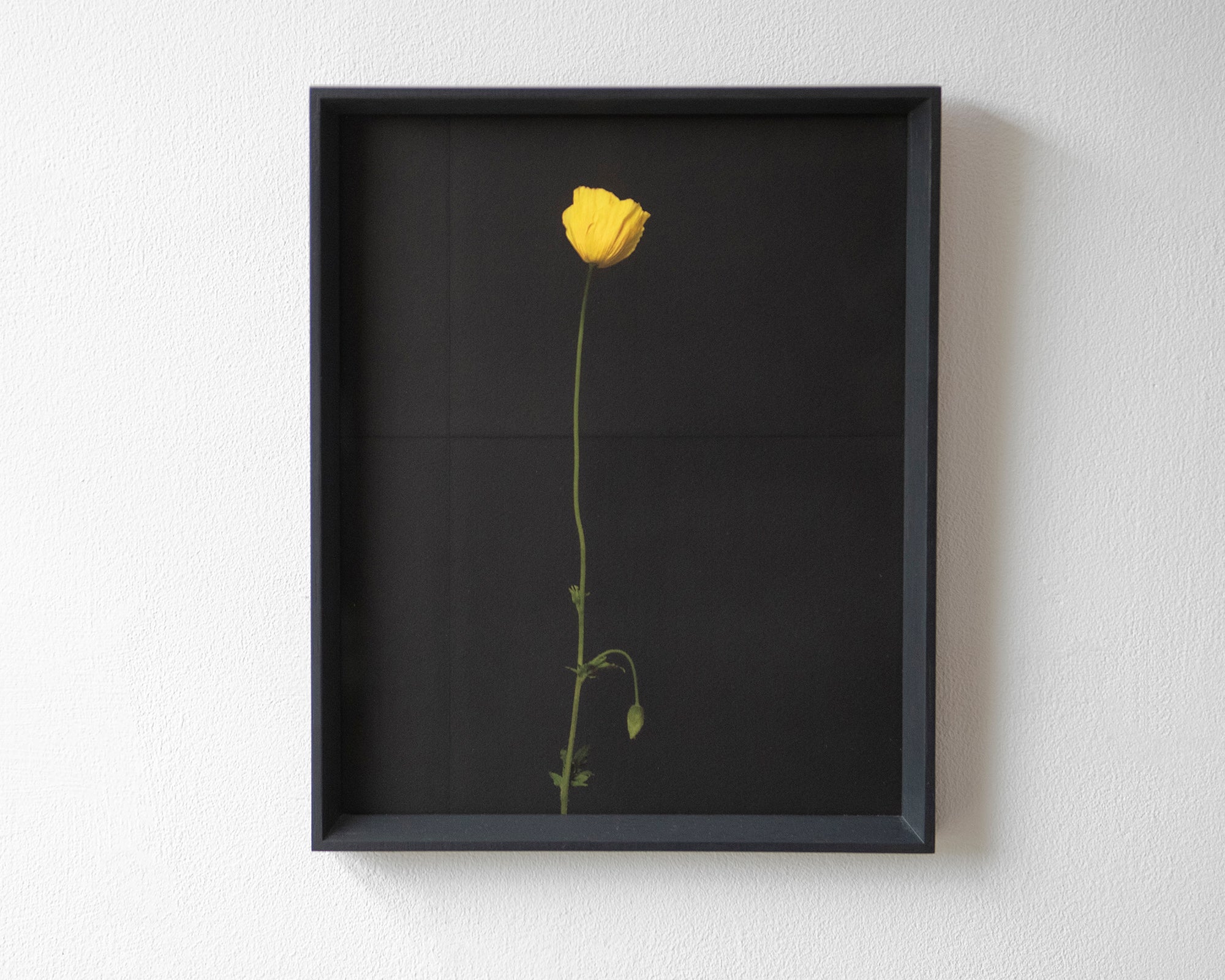 welsh poppy