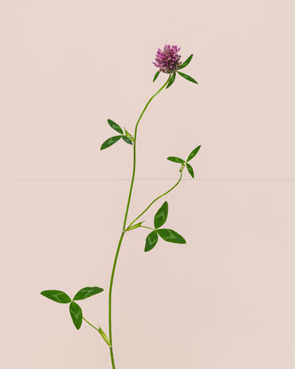 red clover