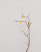 lesser spearwort