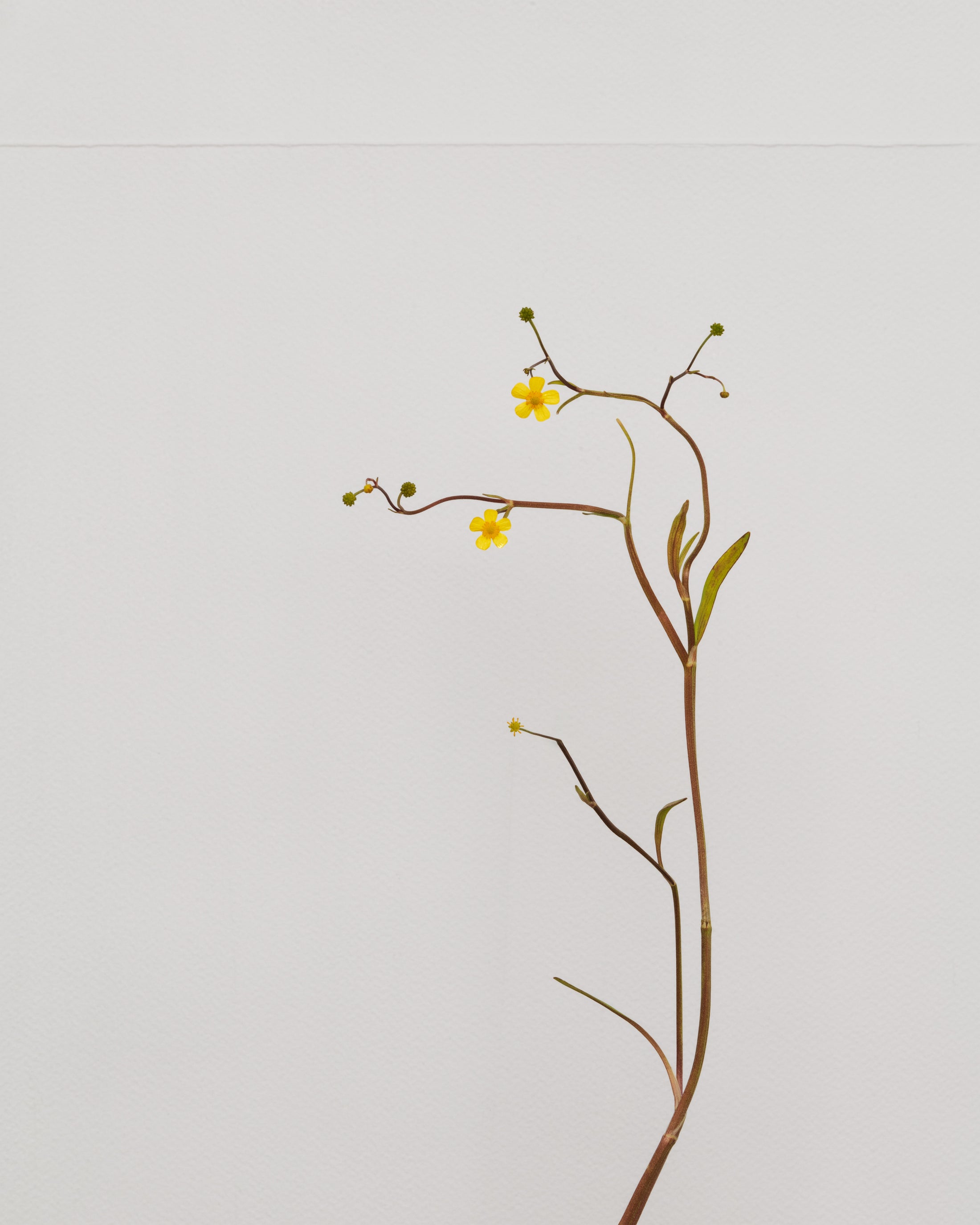lesser spearwort