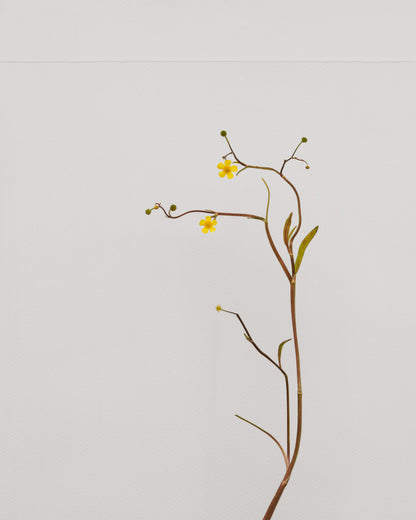 lesser spearwort