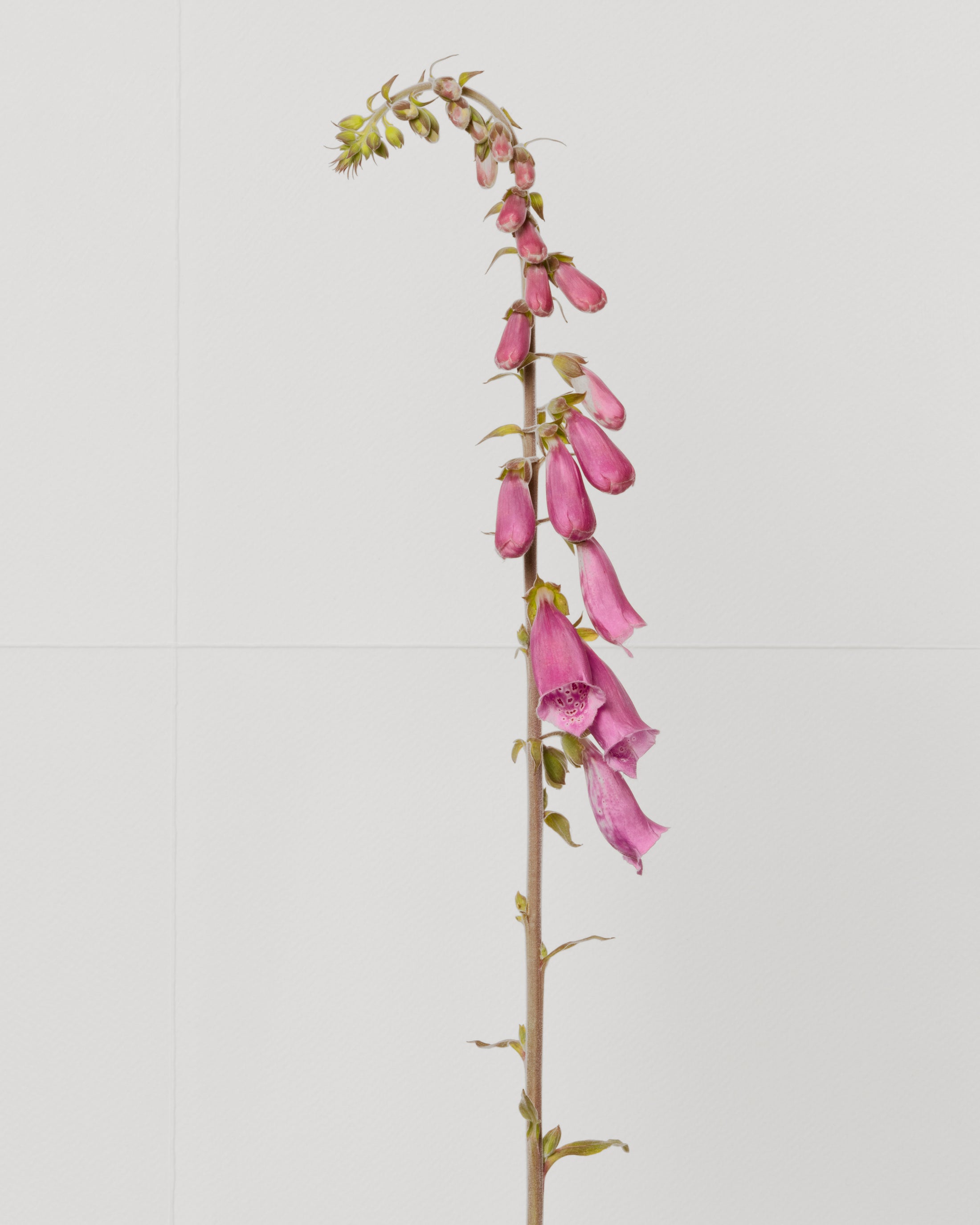 foxglove