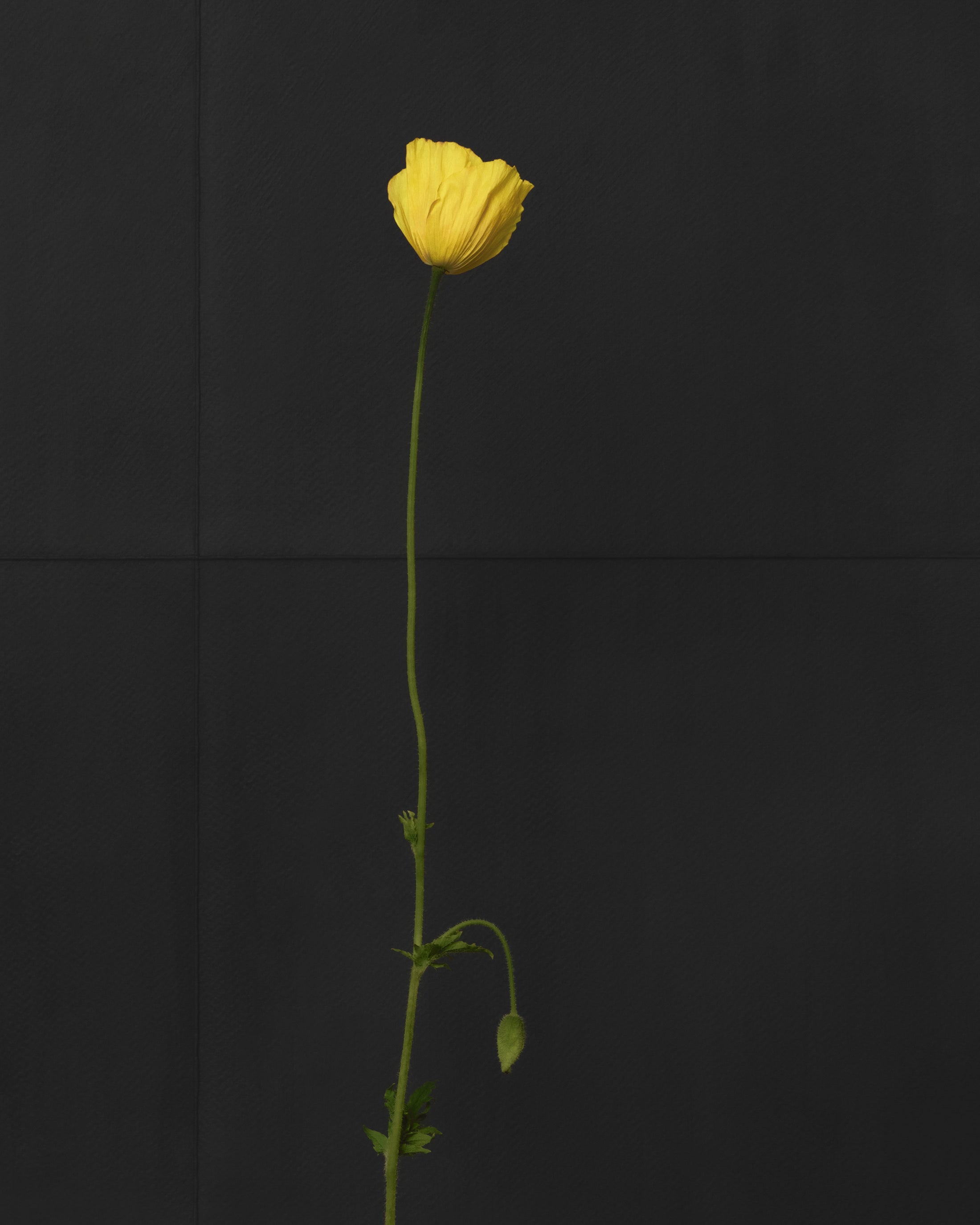 welsh poppy