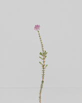 cross-leaved heath