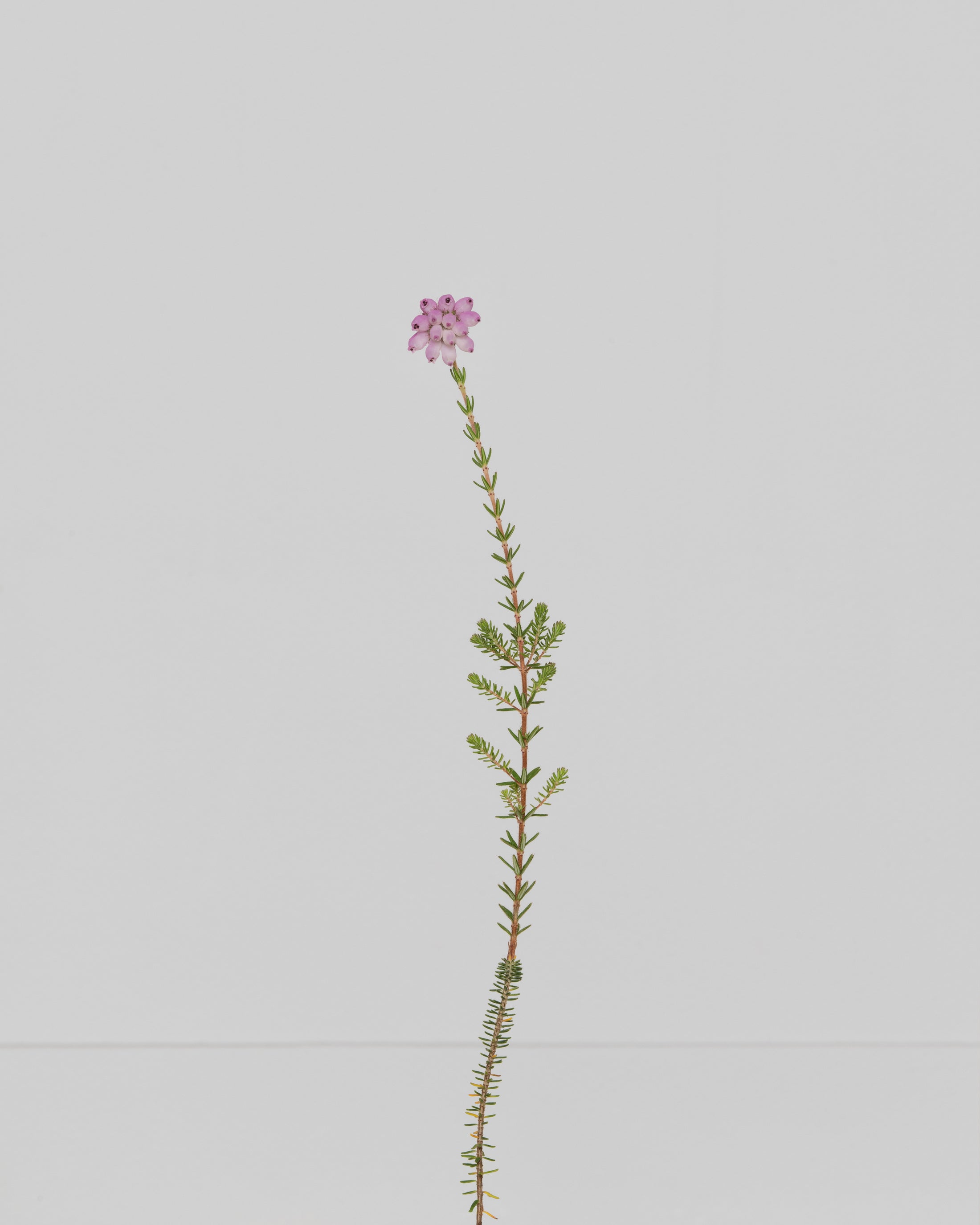 cross-leaved heath