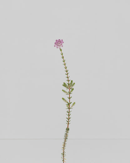 cross-leaved heath