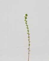 eyebright